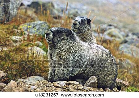 Stock Photo -  baby mother hoary marmot thier burrow in alpine. Fotosearch