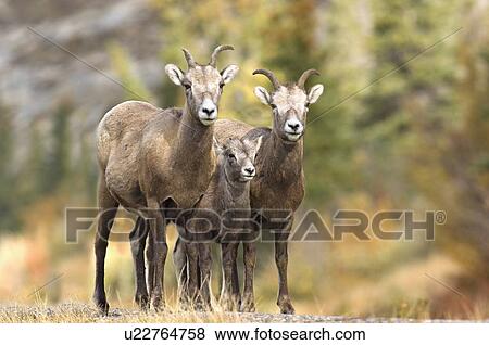 baby mother rocky mountain bighorn sheep stops View Large Photo Image Stock Photo - baby mother rocky mountain bighorn sheep stops. Fotosearch