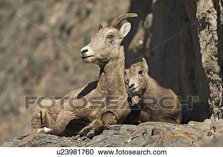 Stock Image -  baby sun mother rocky mountain bighorn sheep . Fotosearch