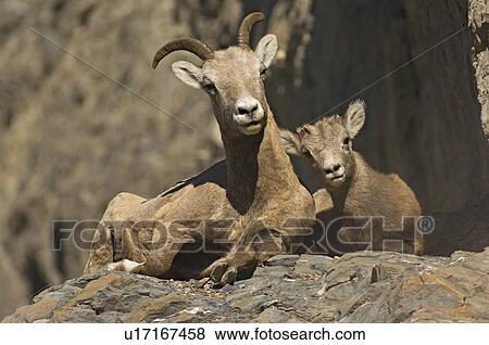 Stock Photo -  baby sun mother rocky mountain bighorn sheep . Fotosearch