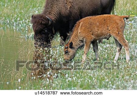baby water bison mother calf waterhole in park View Large Photo Image Stock Photo - baby water bison mother calf waterhole in park. Fotosearch