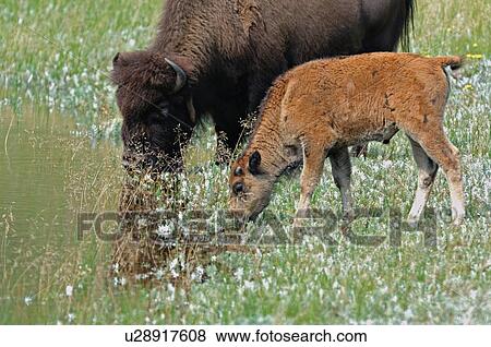 baby water bison mother calf waterhole in park View Large Photo Image Stock Photo - baby water bison mother calf waterhole in park. Fotosearch