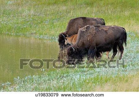 baby water two female bison drinking waterhole View Large Photo Image Stock Photo - baby water two female bison drinking waterhole. Fotosearch