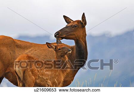 baby wild mother elk standing hill in jasper View Large Photo Image Stock Image - baby wild mother elk standing hill in jasper. Fotosearch