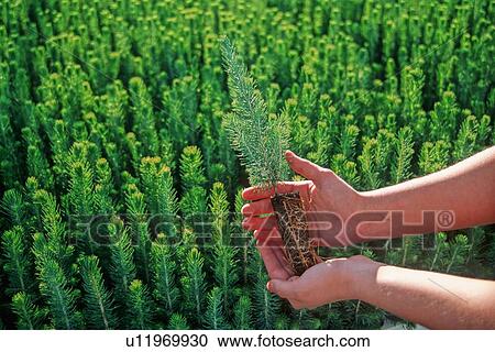 background baby tree hand horozontal small pine View Large Photo Image Stock Image - background baby tree hand horozontal small pine. Fotosearch