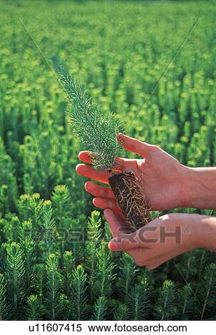 background baby tree hand vertical small showing View Large Photo Image Stock Photography - background baby tree hand vertical small showing. Fotosearch