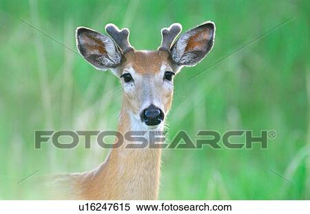background close up horozontal portrait young View Large Photo Image Stock Photography - background close up horozontal portrait young. Fotosearch