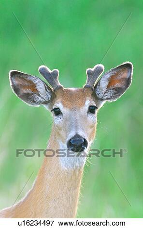 background close up vertical portrait young buck View Large Photo Image Stock Photo - background close up vertical portrait young buck. Fotosearch
