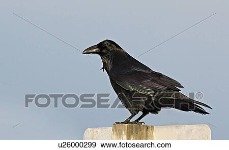 background common raven bird sitting perched sky View Large Photo Image Stock Photo - background common raven bird sitting perched sky. Fotosearch