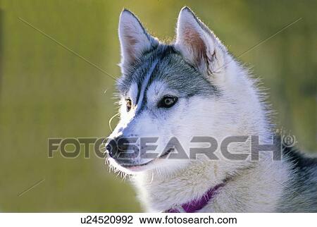 Stock Image -  background dog 3 4 view portrait beautiful husky. Fotosearch
