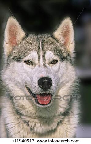 background dog close up portrait siberian husky View Large Photo Image Stock Image - background dog close up portrait siberian husky. Fotosearch