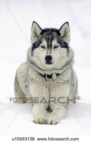 background dog siberian husky laying in snow 21 View Large Photo Image Stock Photo - background dog siberian husky laying in snow 21. Fotosearch
