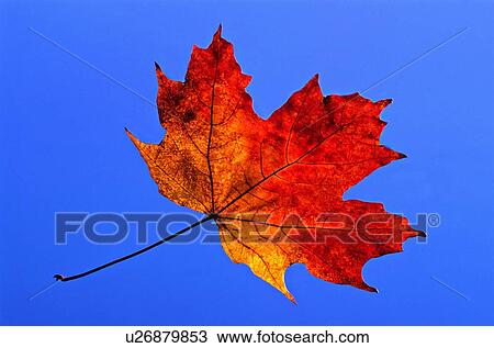 background nature leaf one red maple blue sky View Large Photo Image Stock Image - background nature leaf one red maple blue sky. Fotosearch