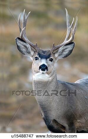 background spring close up portrait adult mule View Large Photo Image Stock Photo - background spring close up portrait adult mule. Fotosearch