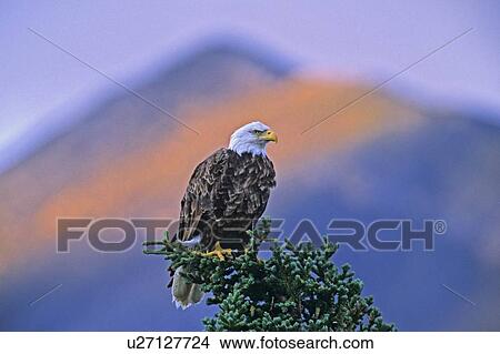 background tree majestic adult bale eagle spruce View Large Photo Image Picture - background tree majestic adult bale eagle spruce. Fotosearch