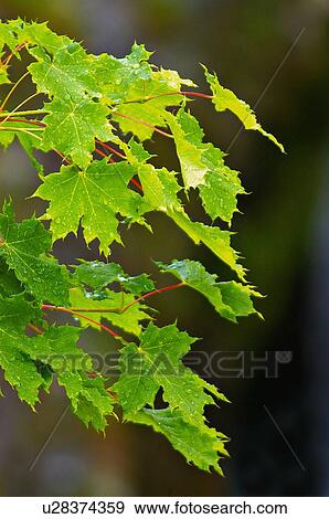 background tree summer icon branch green maple View Large Photo Image Stock Photo - background tree summer icon branch green maple. Fotosearch