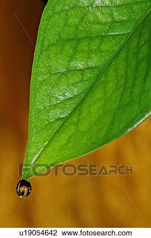 Stock Image -  background water nature leaf single drop tip one. Fotosearch