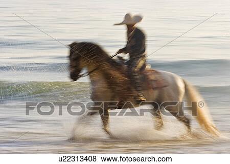 Stock Photo -  beach horse sun beauty charro in santa barbara. Fotosearch