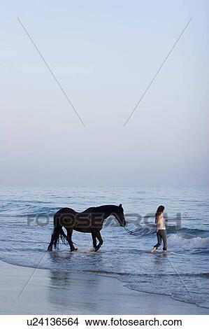 Picture -  beach water horse sun beauty horses in santa usa. Fotosearch