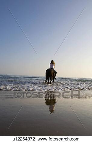 Stock Image -  beach water horse sun beauty horses in santa usa. Fotosearch