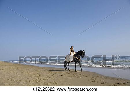 beach water horse sun beauty horses in santa usa View Large Photo Image Stock Image - beach water horse sun beauty horses in santa usa. Fotosearch