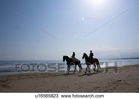 beach water horse sun beauty horses in santa usa View Large Photo Image Stock Image - beach water horse sun beauty horses in santa usa. Fotosearch