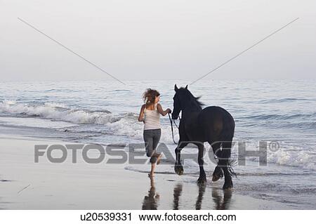 beach water horse sun beauty horses in santa usa View Large Photo Image Stock Image - beach water horse sun beauty horses in santa usa. Fotosearch