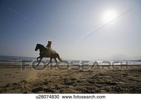 beach water horse sun beauty horses in santa usa View Large Photo Image Stock Image - beach water horse sun beauty horses in santa usa. Fotosearch