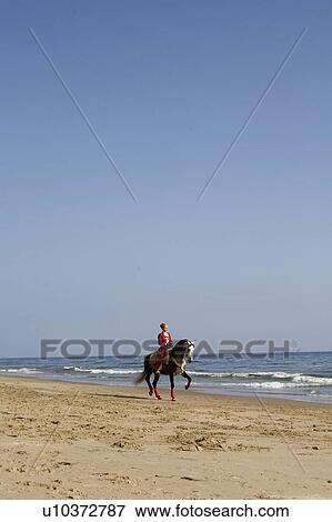 Stock Photo -  beach water horse sun beauty horses in santa usa. Fotosearch