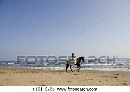 beach water horse sun beauty horses in santa usa View Large Photo Image Stock Photography - beach water horse sun beauty horses in santa usa. Fotosearch