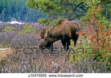 Stock Photography -  big bull moose walking through brush trees back. Fotosearch