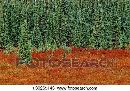 bright colorful canadian autumn landscape red View Large Photo Image Stock Image - bright colorful canadian autumn landscape red. Fotosearch