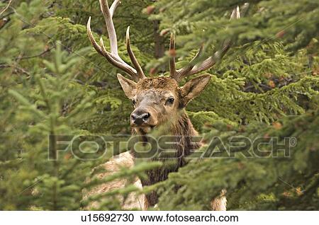 bull elk looking out behind stand fir trees 184 View Large Photo Image Stock Image - bull elk looking out behind stand fir trees 184. Fotosearch