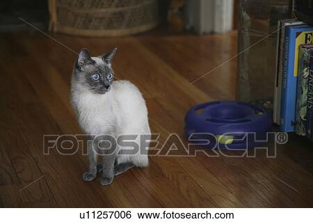cat siamese sitting looking painet View Large Photo Image Stock Photograph - cat siamese sitting looking painet. Fotosearch