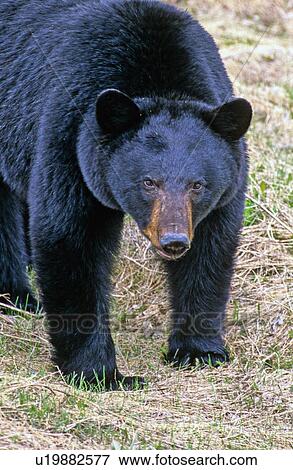 close up black bear standing eye contact head View Large Photo Image Stock Photo - close up black bear standing eye contact head. Fotosearch
