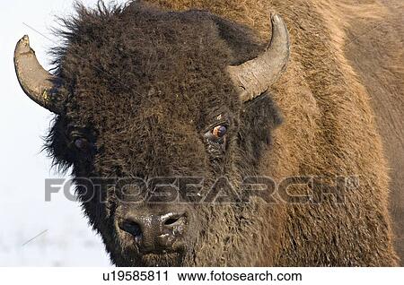 close up front view portrait mature male bison View Large Photo Image Stock Image - close up front view portrait mature male bison. Fotosearch