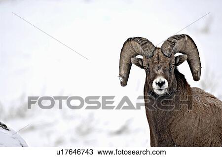 close up front view portrait rocky mountain View Large Photo Image Stock Image - close up front view portrait rocky mountain . Fotosearch