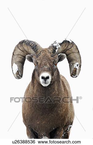 close up front view portrait rocky mountain View Large Photo Image Stock Photograph - close up front view portrait rocky mountain . Fotosearch
