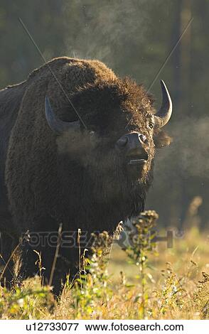 close up large dominant male bison scenting View Large Photo Image Stock Photo - close up large dominant male bison scenting . Fotosearch