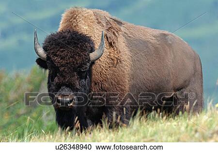 close up portrait big bull bison standing View Large Photo Image Stock Image - close up portrait big bull bison standing . Fotosearch