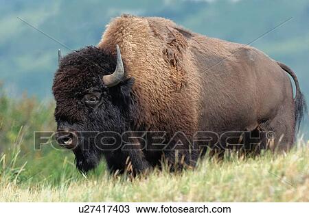 Stock Image -  close up portrait big bull bison standing . Fotosearch