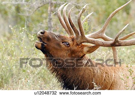 bull elk calling bull elk calling