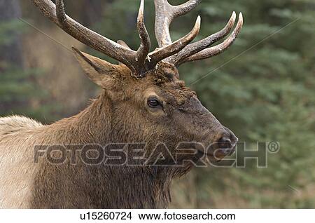 close up portrait large bull elk ears back  View Large Photo Image Picture -  close up portrait large bull elk ears back . Fotosearch