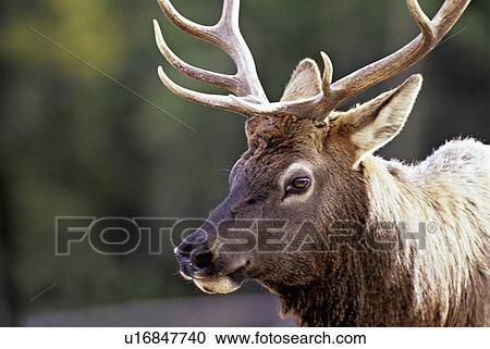 close up portrait mature bull elk walking View Large Photo Image Stock Image - close up portrait mature bull elk walking . Fotosearch