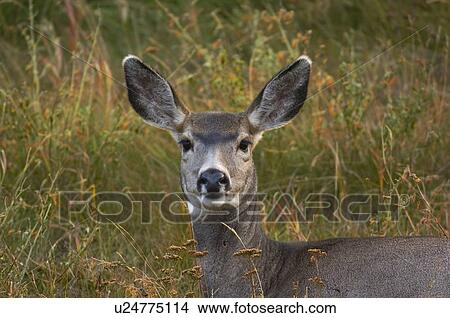 close up portrait mule deer female laying down View Large Photo Image Picture - close up portrait mule deer female laying down. Fotosearch
