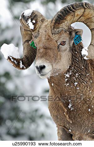 Stock Image -  close up portrait tagged bighorn sheep in fresh. Fotosearch