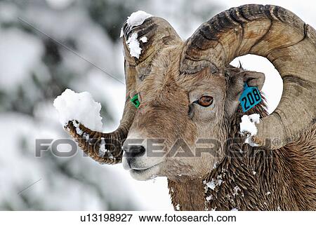 close up portrait tagged bighorn sheep in fresh View Large Photo Image Stock Photo - close up portrait tagged bighorn sheep in fresh. Fotosearch