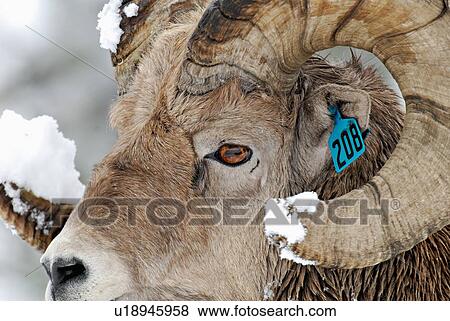 close up portrait tagged bighorn sheep in fresh View Large Photo Image Stock Photo - close up portrait tagged bighorn sheep in fresh. Fotosearch