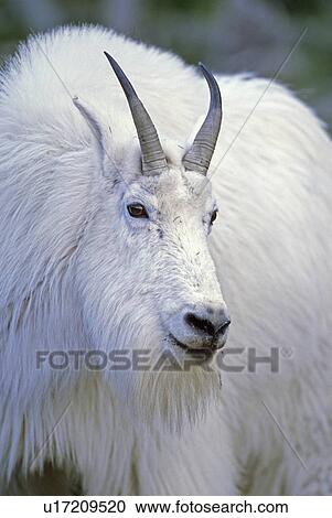close up portrait white mountain goat standing View Large Photo Image Stock Image - close up portrait white mountain goat standing. Fotosearch