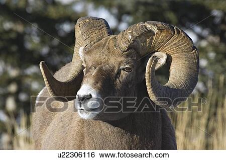 close up side view portrait mature adult male View Large Photo Image Stock Photograph - close up side view portrait mature adult male. Fotosearch